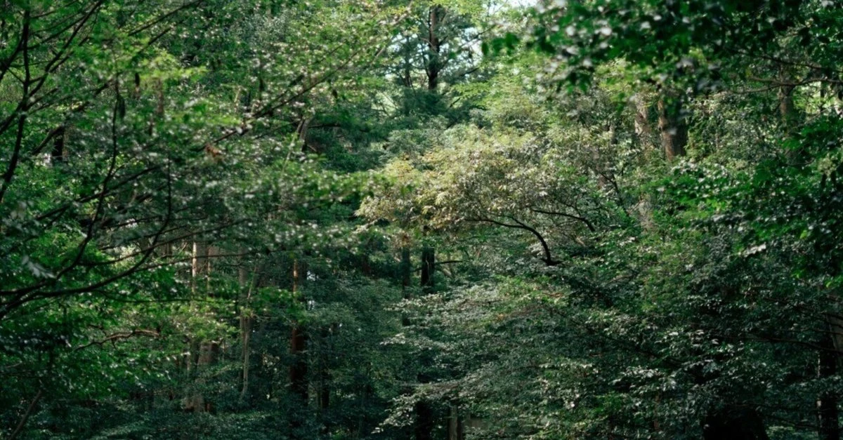 緑の木々と光が広がる森の風景